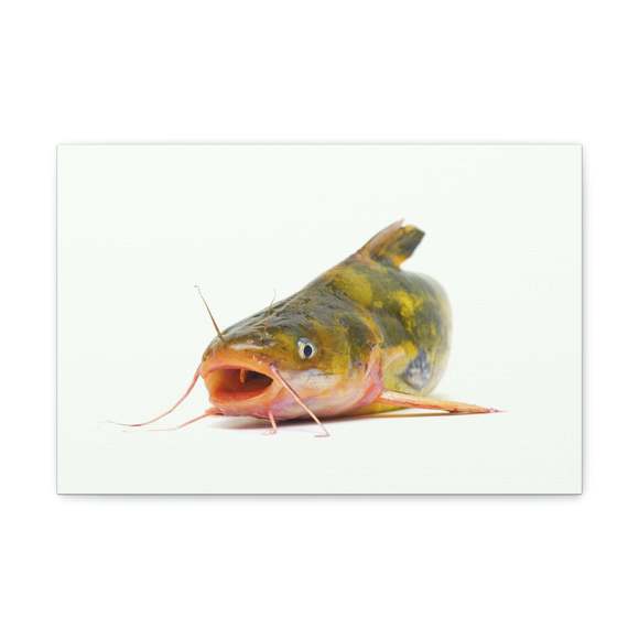 Catfish Hunting Catfish on Hunt Print Animal Wall Art Wildlife Canvas Prints Wal